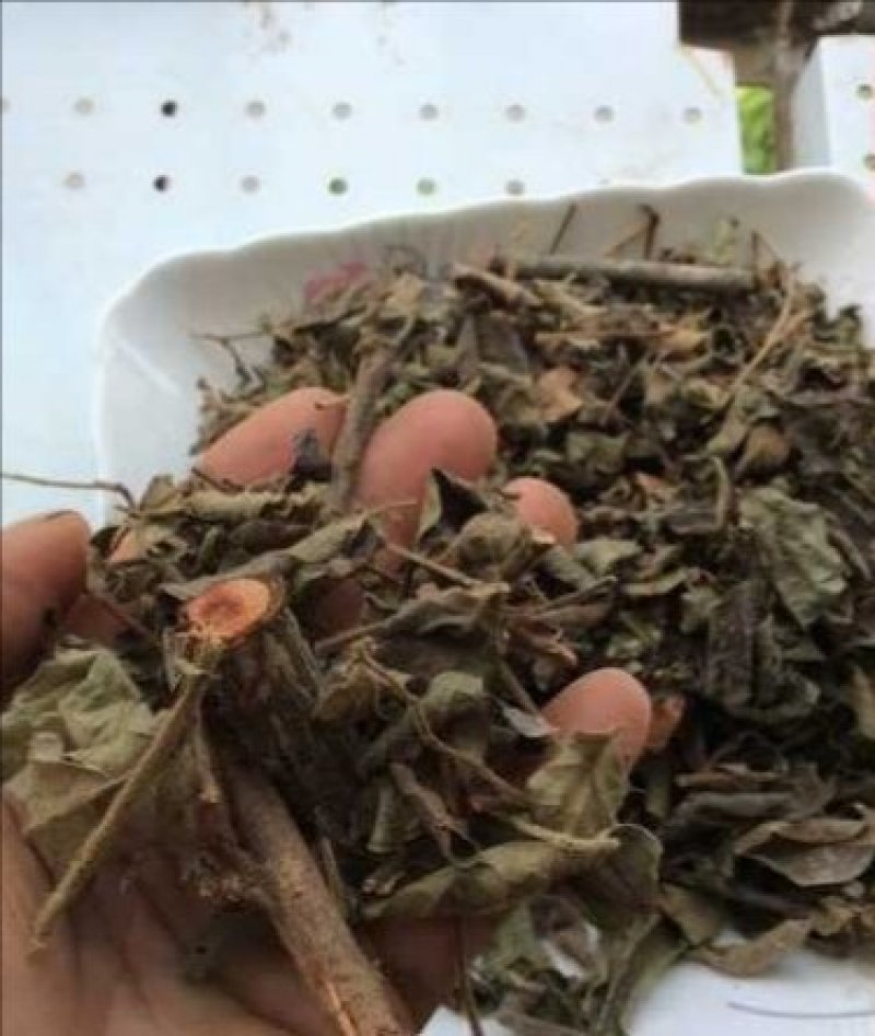 漆大姑,道地药材，质优价实，品质保证，药典标准一公斤起批