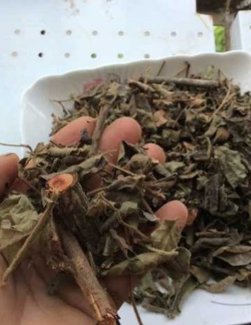 漆大姑,道地药材，质优价实，品质保证，药典标准一公斤起批