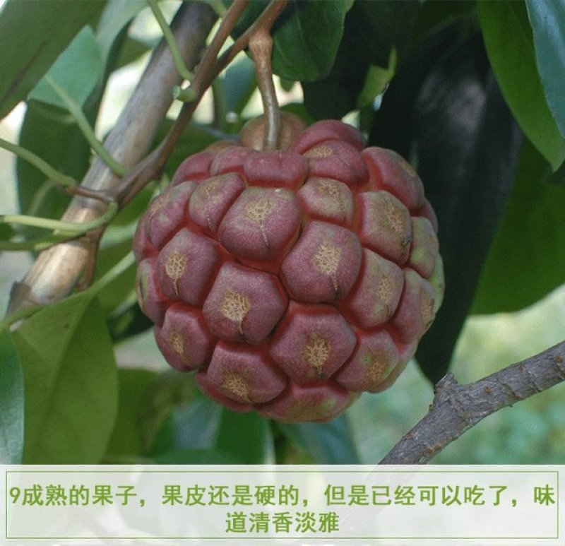 布福娜