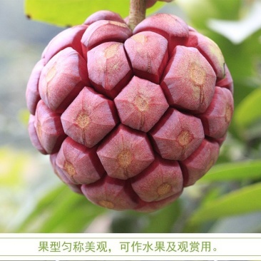 布福娜