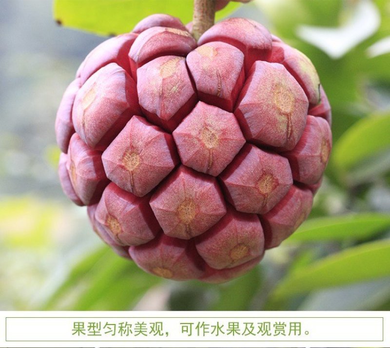 布福娜