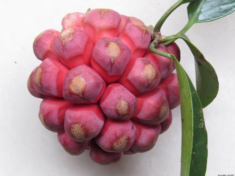 布福娜