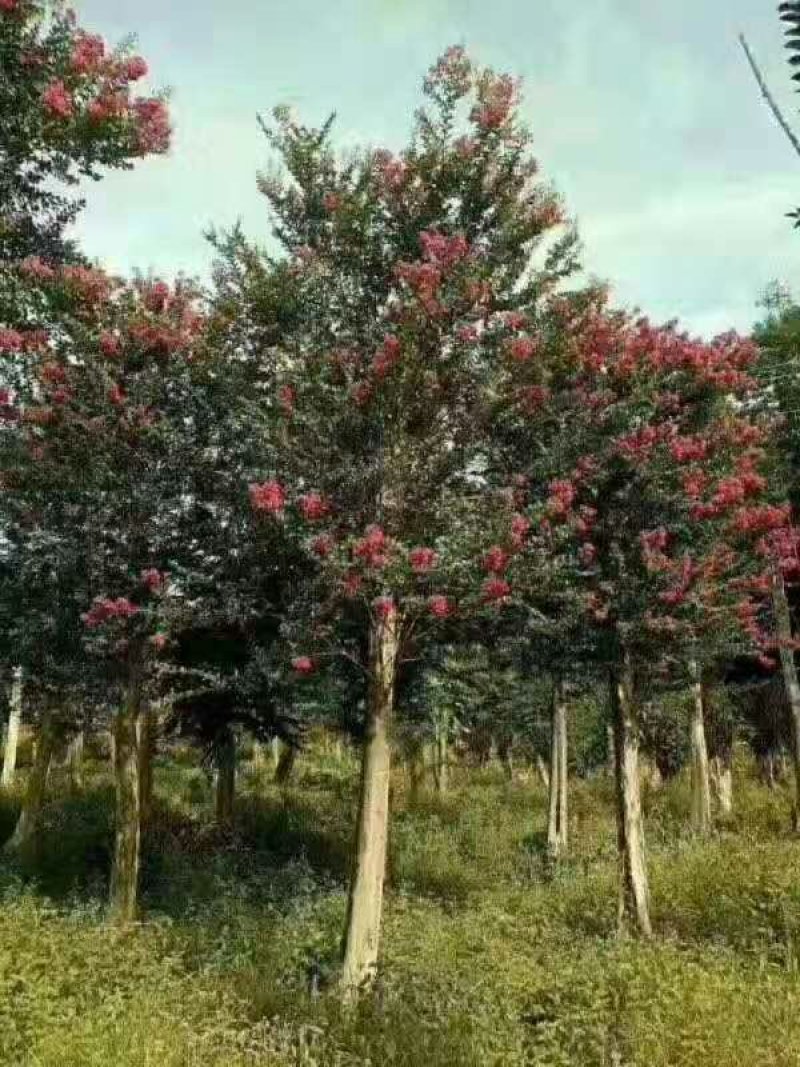 火红紫薇美国火剑红大树紫薇2--20公分基地任选