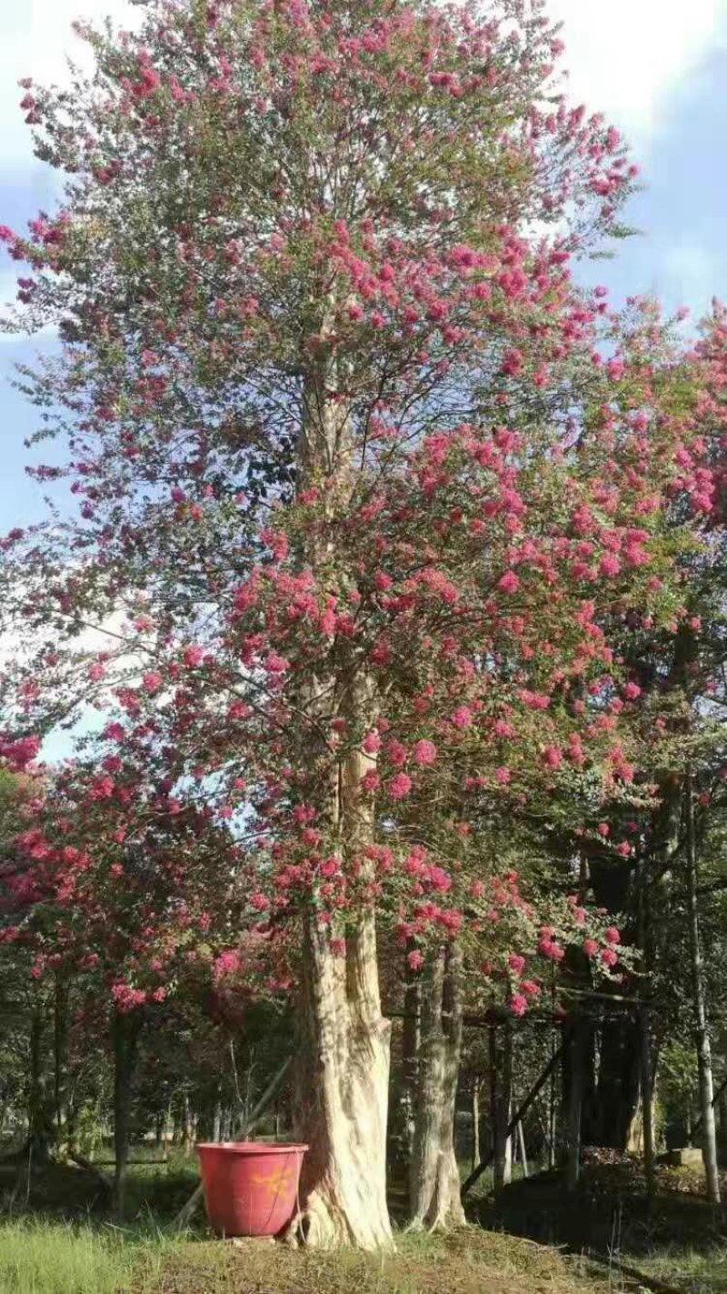 火红紫薇美国火剑红大树紫薇2--20公分基地任选