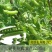 奇珍76甜碗豆种子水果碗豆菜软荚大荚型食味甜脆爽口