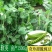 奇珍76甜碗豆种子水果碗豆菜软荚大荚型食味甜脆爽口