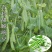 奇珍76甜碗豆种子水果碗豆菜软荚大荚型食味甜脆爽口