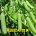 奇珍76甜碗豆种子水果碗豆菜软荚大荚型食味甜脆爽口