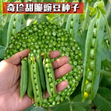 奇珍76甜碗豆种子水果碗豆菜软荚大荚型食味甜脆爽口