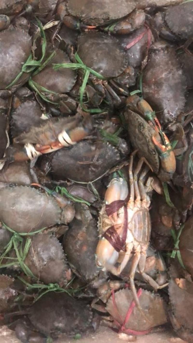 缅甸母蟹4-5两无膏孟加拉肉蟹青蟹肉蟹煲迷踪蟹鲜活铁蟹黑