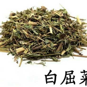 白屈菜产地直供支持线上交易可搭配多品种采购大货联系