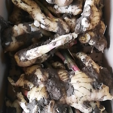 昌邑大姜