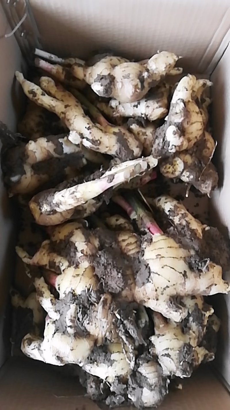 昌邑大姜