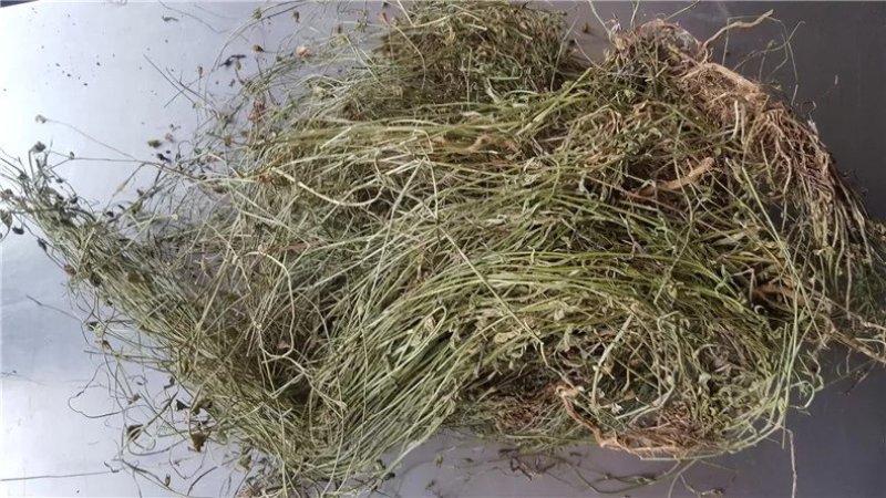 兰花参,道地药材，质优价实，品质保证，药典标准一公斤起批