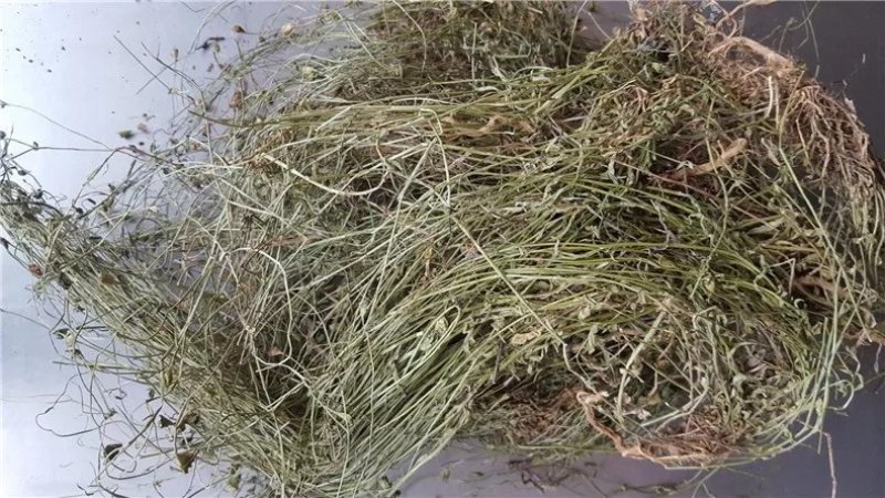 兰花参,道地药材，质优价实，品质保证，药典标准一公斤起批