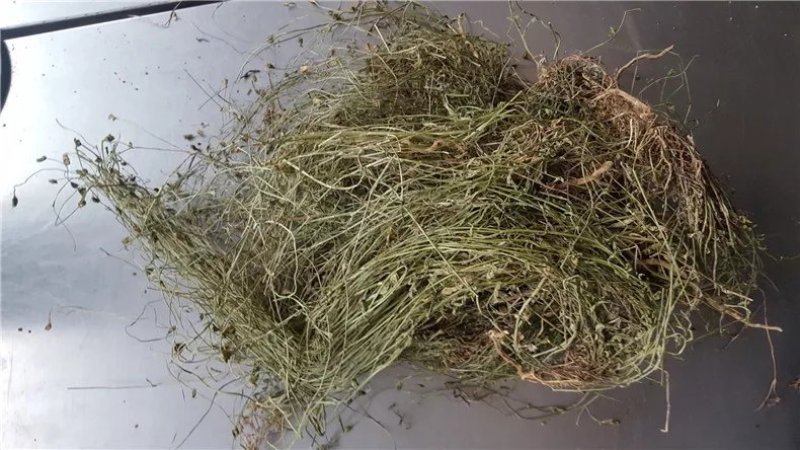 兰花参,道地药材，质优价实，品质保证，药典标准一公斤起批