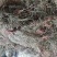 兰花参,道地药材，质优价实，品质保证，药典标准一公斤起批