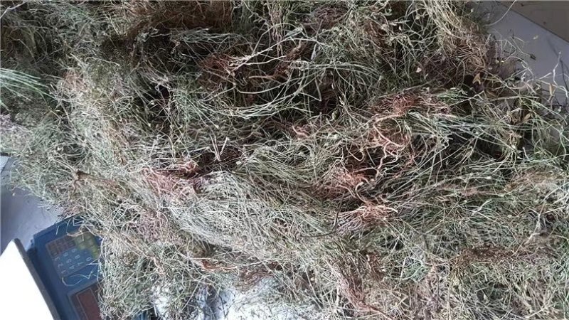 兰花参,道地药材，质优价实，品质保证，药典标准一公斤起批