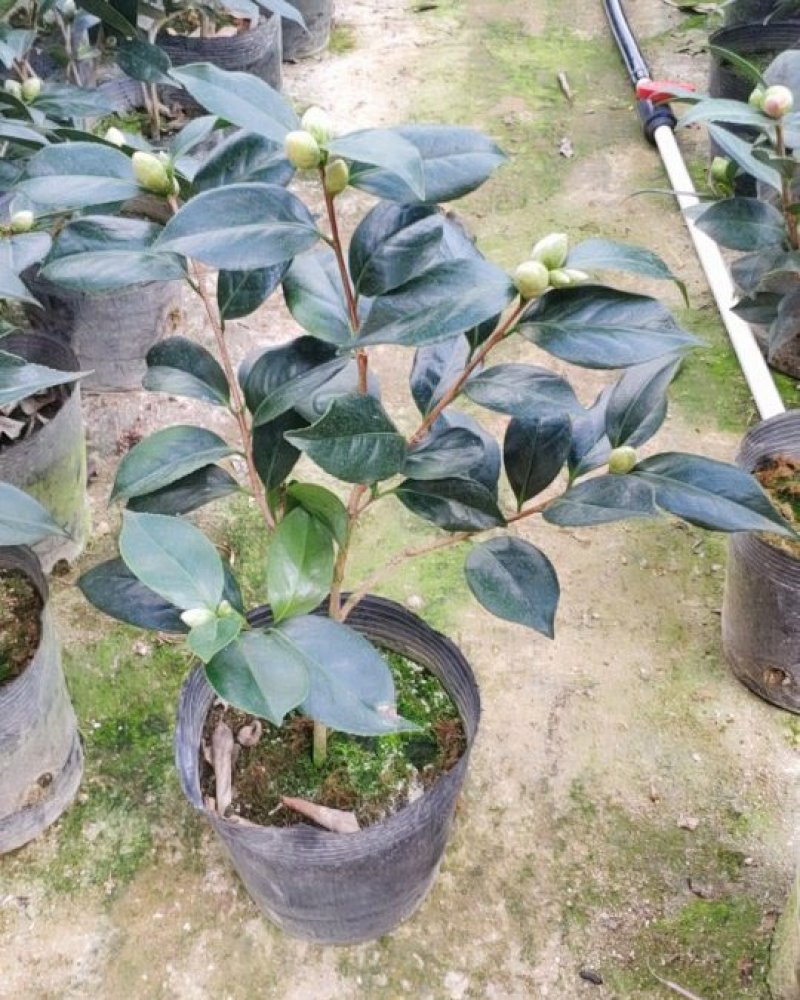 精品五色赤丹茶花带苞发货花苞非常饱满一件起批19杯