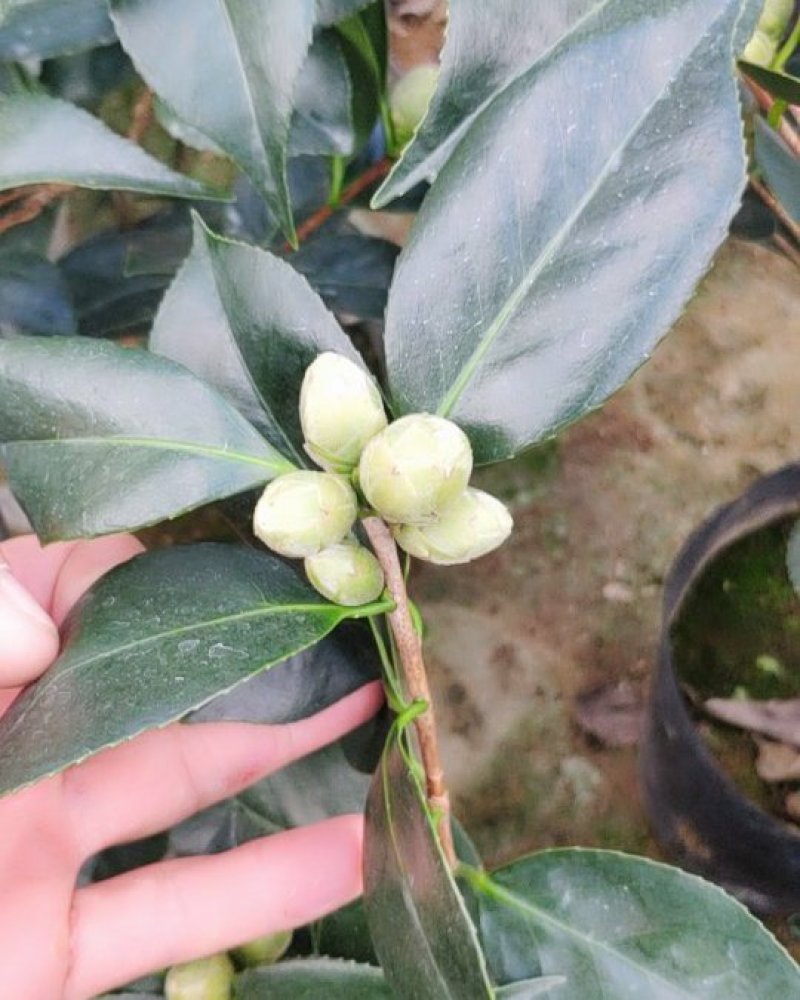 精品五色赤丹茶花带苞发货花苞非常饱满一件起批19杯