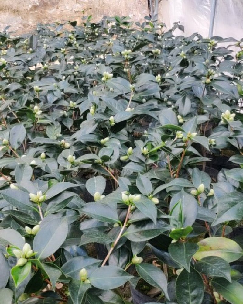 精品五色赤丹茶花带苞发货花苞非常饱满一件起批19杯