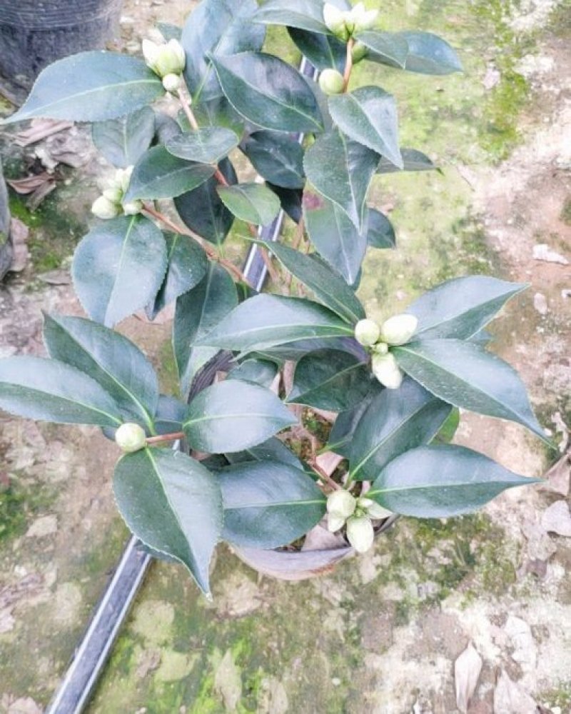 精品五色赤丹茶花带苞发货花苞非常饱满一件起批19杯