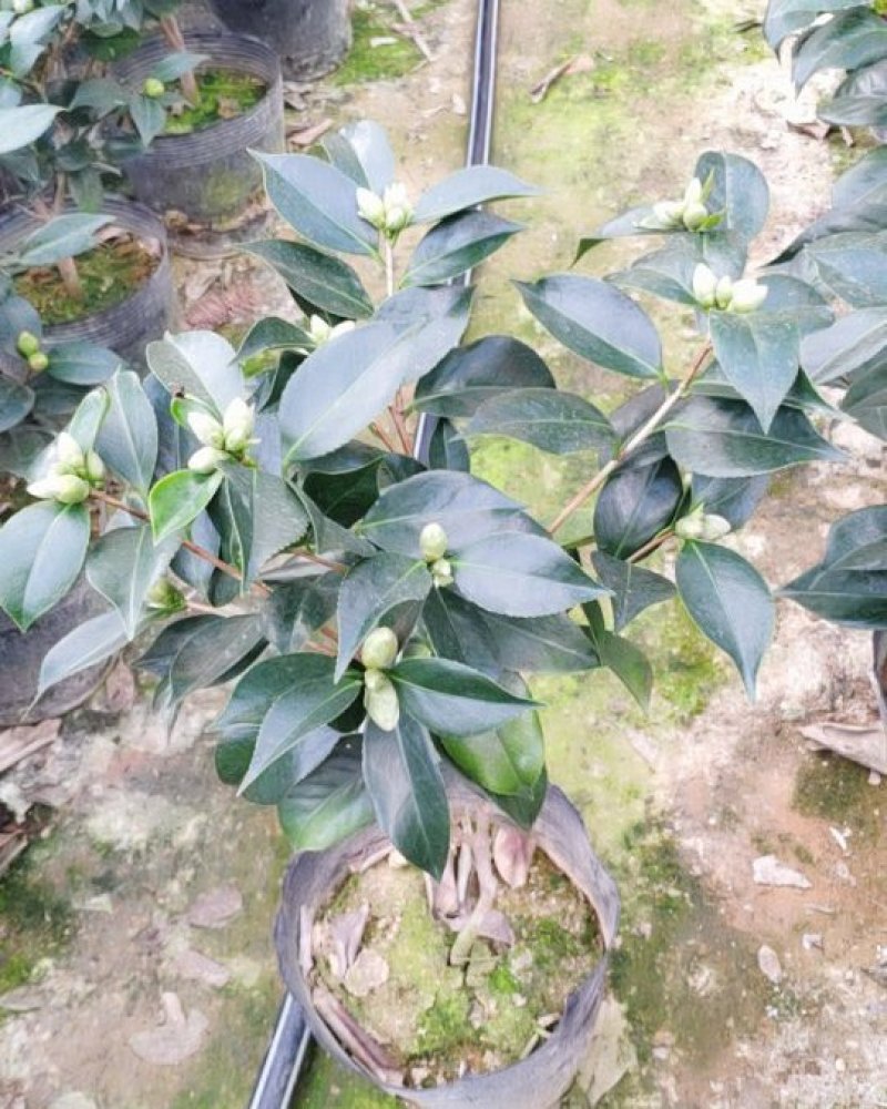 精品五色赤丹茶花带苞发货花苞非常饱满一件起批19杯