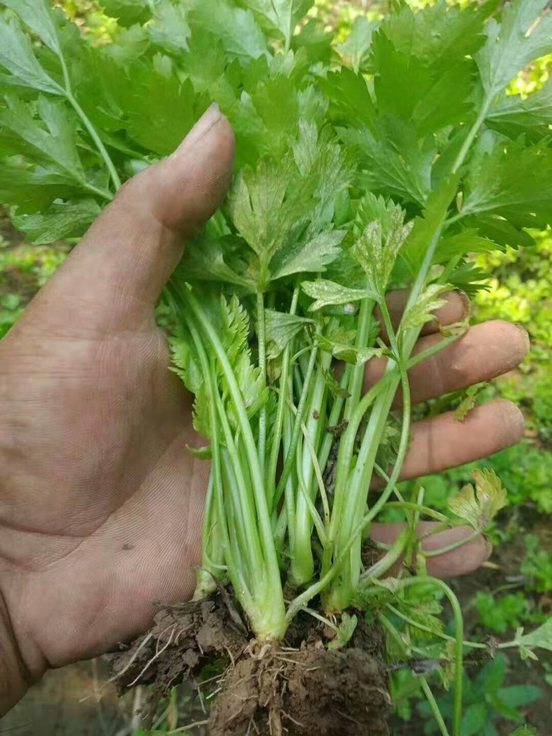 芹菜苗大量上市，以根粗壮易活，一手货源。