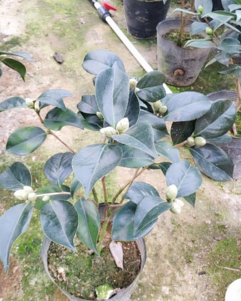 精品五色赤丹茶花带苞发货花苞非常饱满一件起批19杯