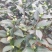 香妃香茶花花苞已经露色基地直发一件都发