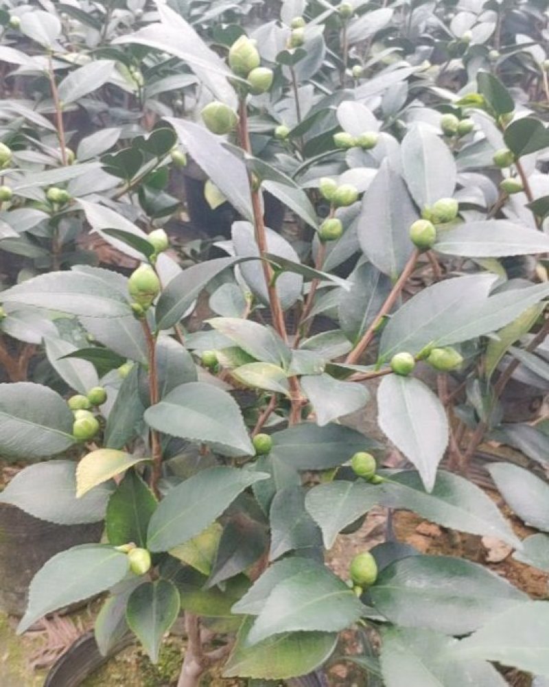 香妃香茶花花苞已经露色基地直发一件都发
