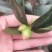 香妃香茶花花苞已经露色基地直发一件都发