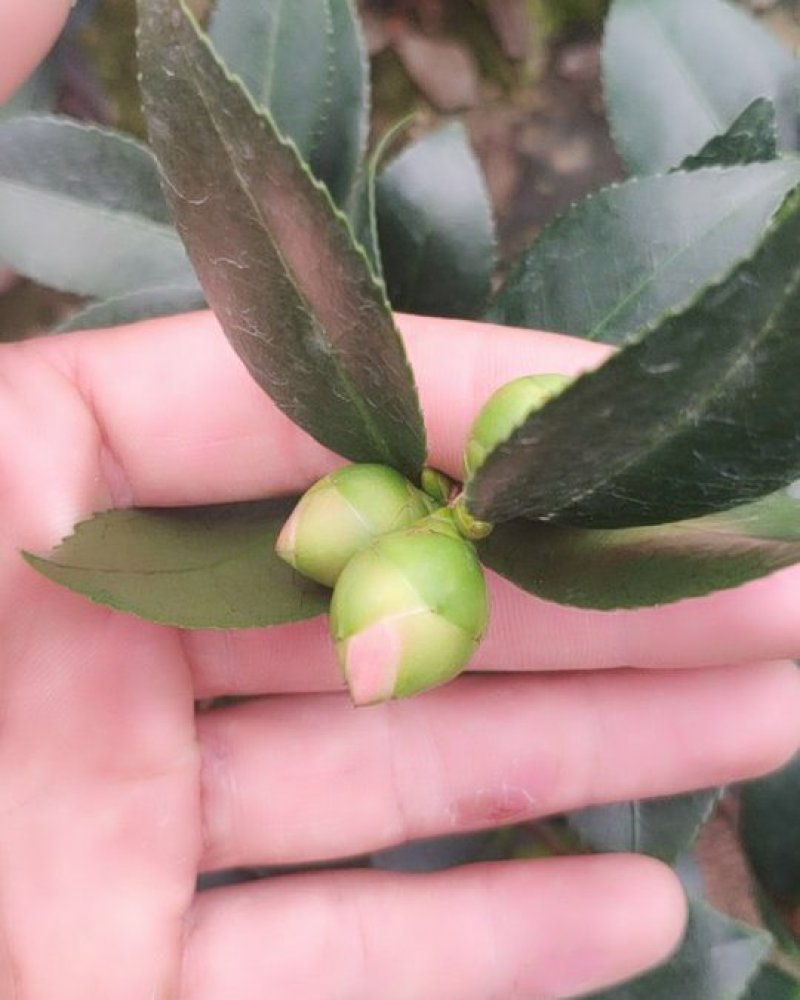 香妃香茶花花苞已经露色基地直发一件都发