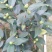 香妃香茶花花苞已经露色基地直发一件都发