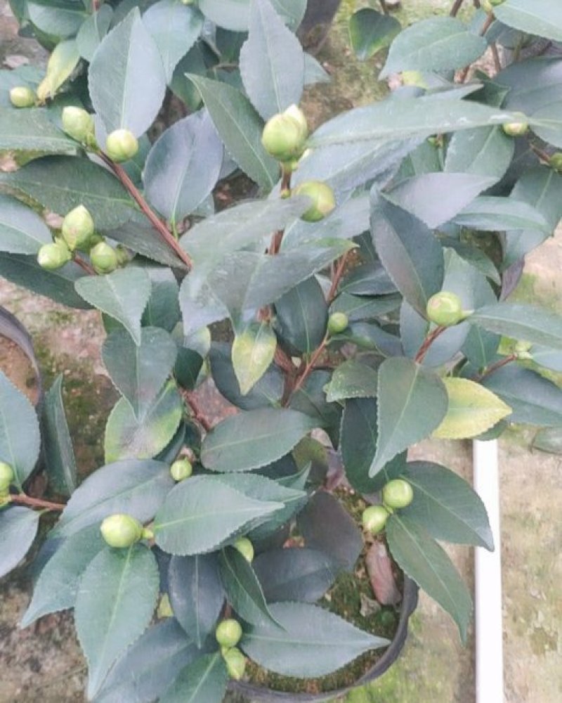 香妃香茶花花苞已经露色基地直发一件都发