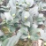 香妃香茶花花苞已经露色基地直发一件都发