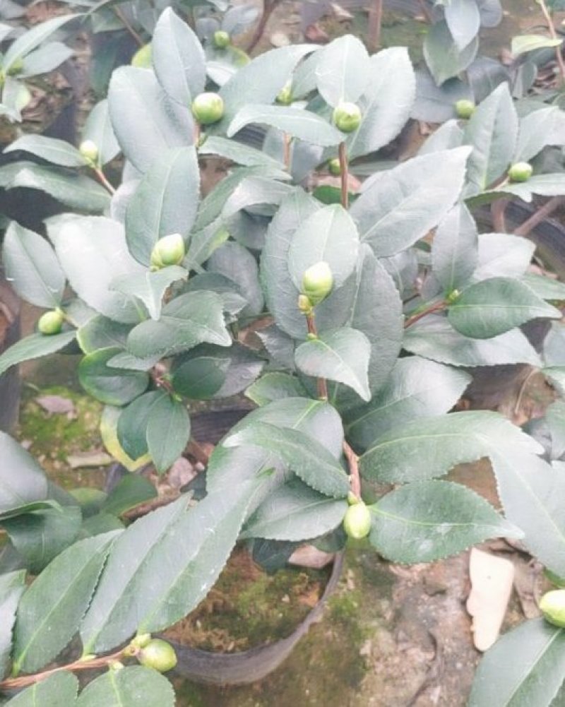 香妃香茶花花苞已经露色基地直发一件都发