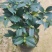 香妃香茶花花苞已经露色基地直发一件都发