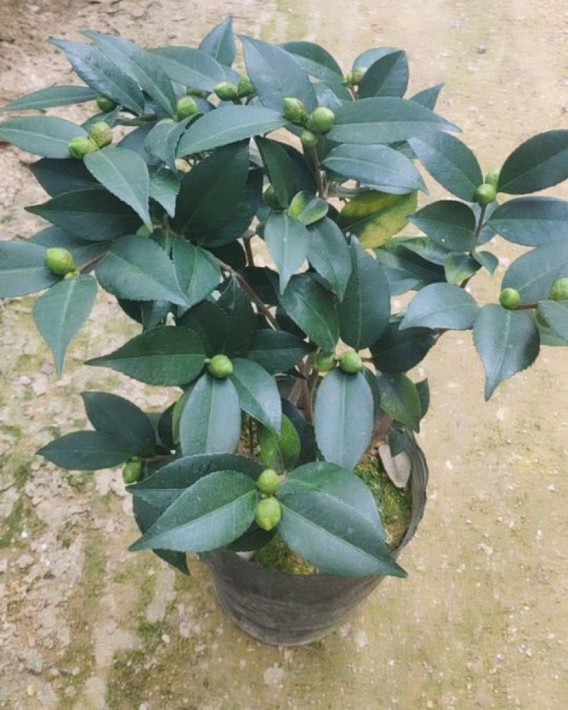 香妃香茶花花苞已经露色基地直发一件都发