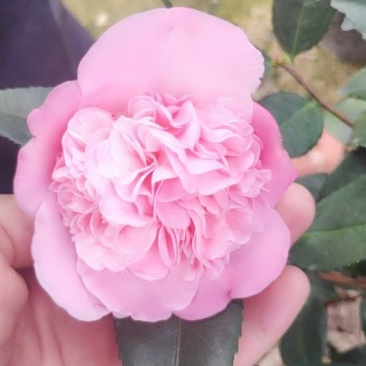 香妃香茶花花苞已经露色基地直发一件都发