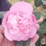 香妃香茶花花苞已经露色基地直发一件都发