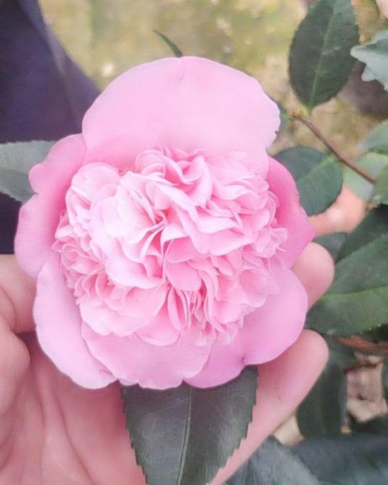 香妃香茶花花苞已经露色基地直发一件都发