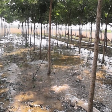 果槐苗木各种规格老式国槐苗木种植基地