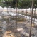 果槐苗木各种规格老式国槐苗木种植基地