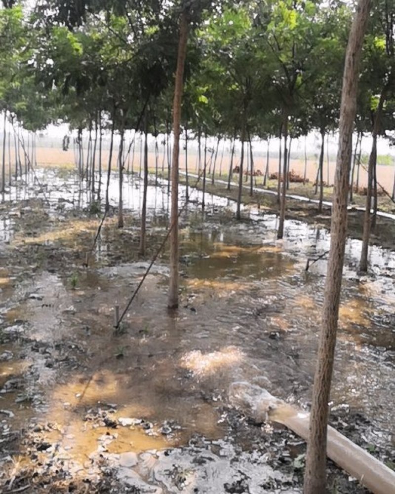 果槐苗木各种规格老式国槐苗木种植基地