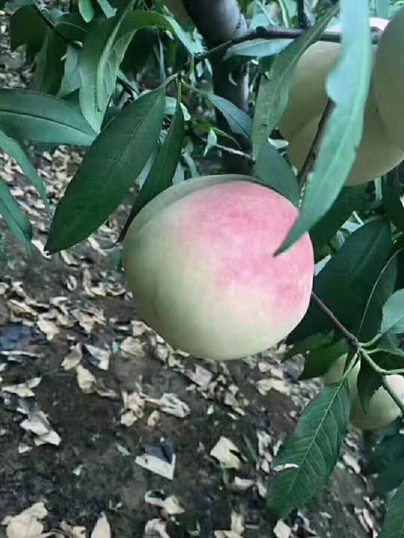 冬雪蜜