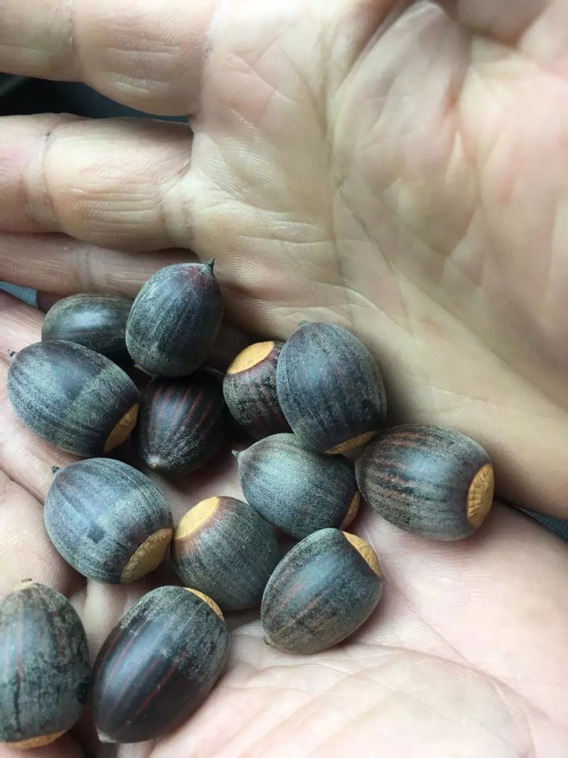 娜塔栎种子