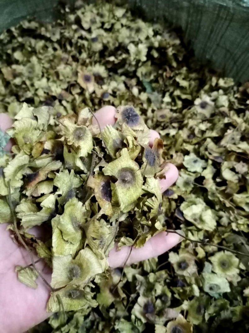 新采金钱柳种子摇钱树种子工艺青钱柳种子林木种子