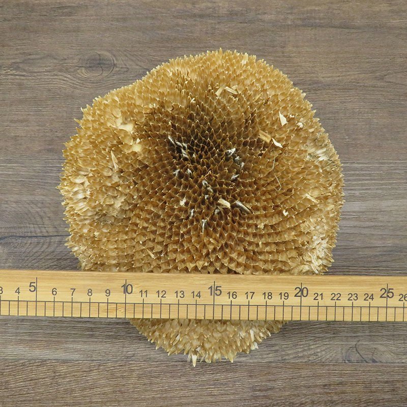 向日葵花盘,道地药材，质优价实，品质保证，药典标准一公斤