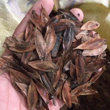 新采优质杜仲种籽杜仲树苗种子林木中药材树皮种子当年新种